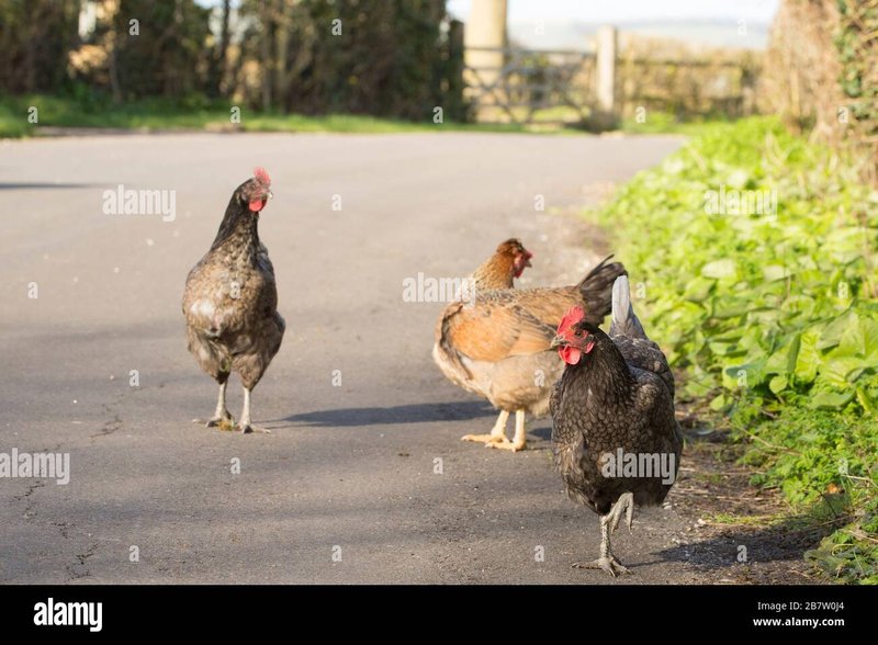 Découvrez chicken road slot Découvrez chicken road slot