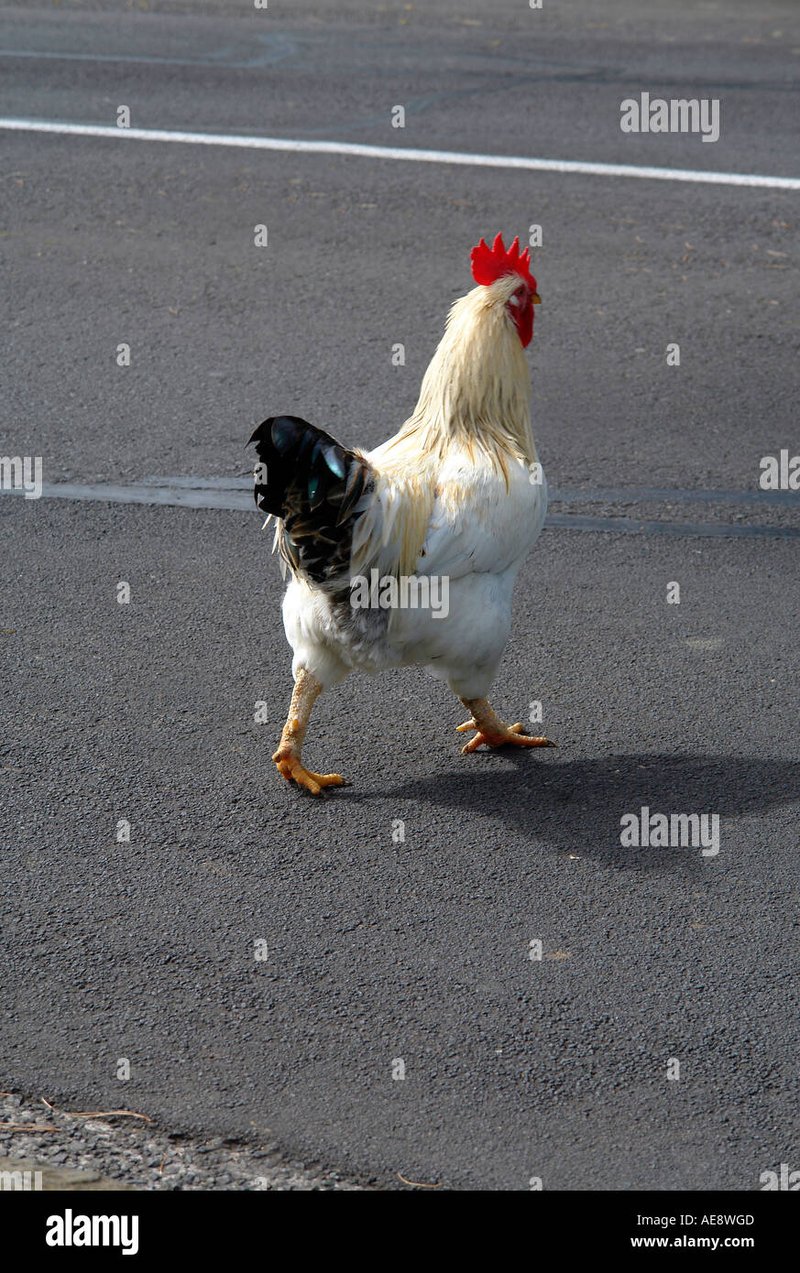 Descubre el misterio de la Calle del Pollo en su versión de casino en línea, chicken road casino