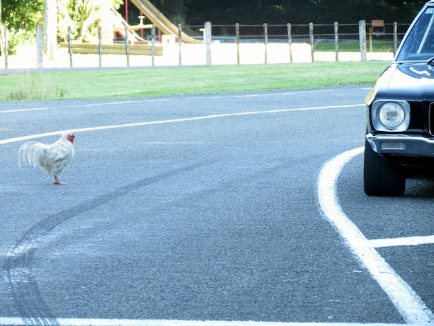 Chicken road online, chicken road